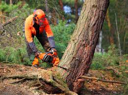 How Our Tree Care Process Works  in Telford, TN