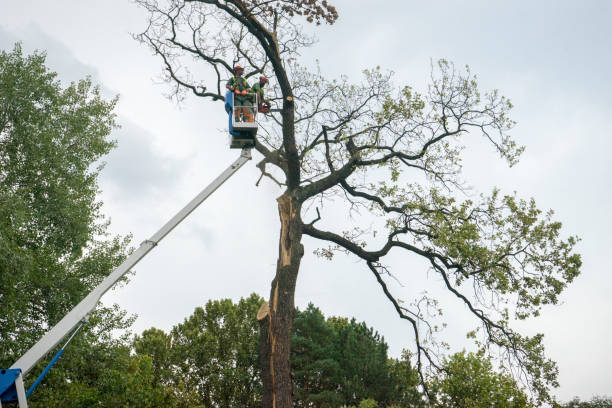 Leaf Removal in Telford, TN