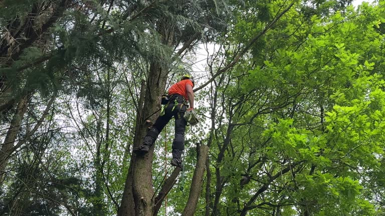 Telford, TN Tree Services Company